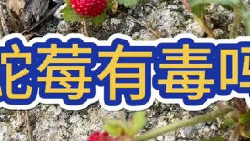管家婆資料站3984.com,中國(guó)重啟南美鐵路項(xiàng)目,收益成語分析落實(shí)_測(cè)試版V13.9